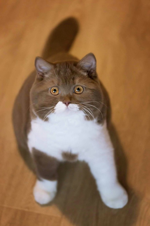 Прикольных котов пост