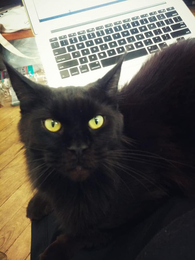 Котовторник 05.06.2018