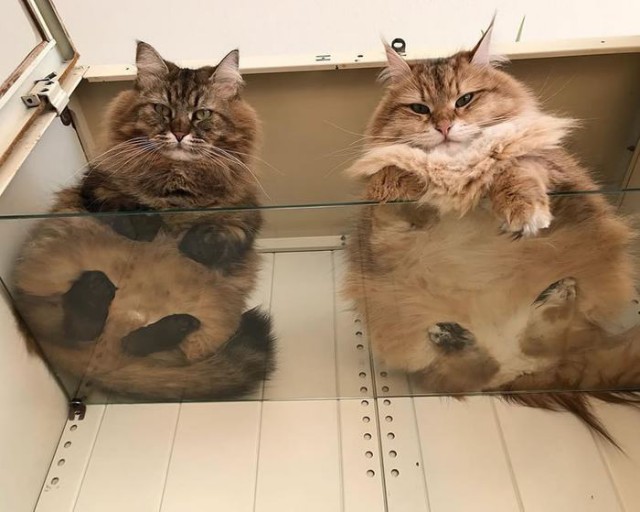 Прикольных котов пост