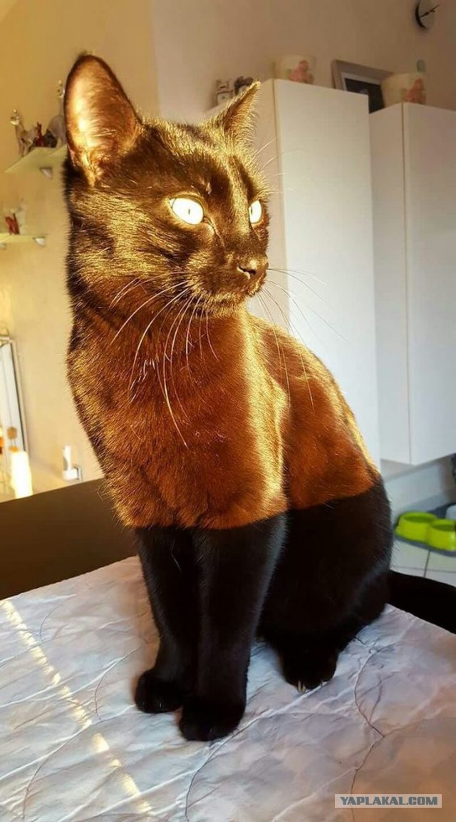 Немного милоты