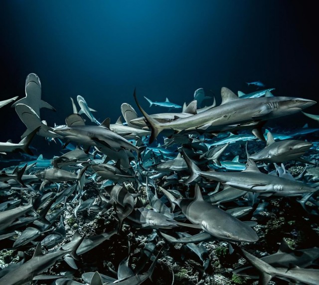 Живность из сети