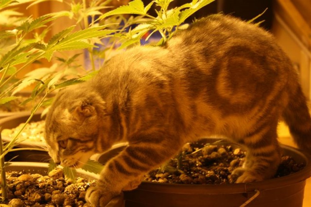 Котовторник (06.01)