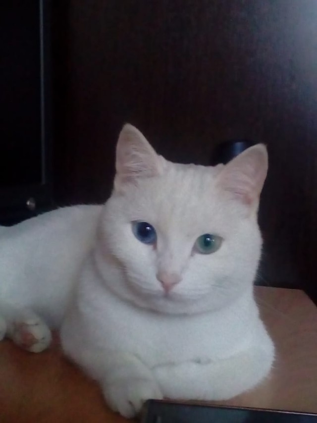 20+ (спорных) фактов о психологии и характере кошек, которыми поделился заводчик со стажем