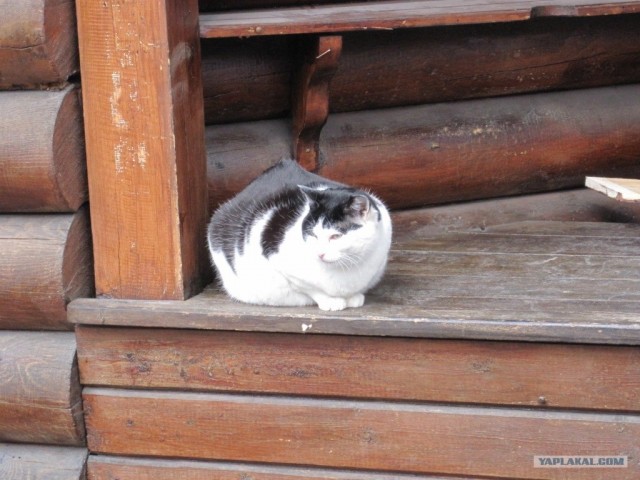 It's Catursday Fever! (Котовторник)