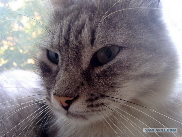 Котовторник! 08.11.11