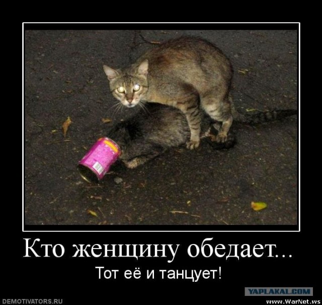 Ну и где ваш котовторник?