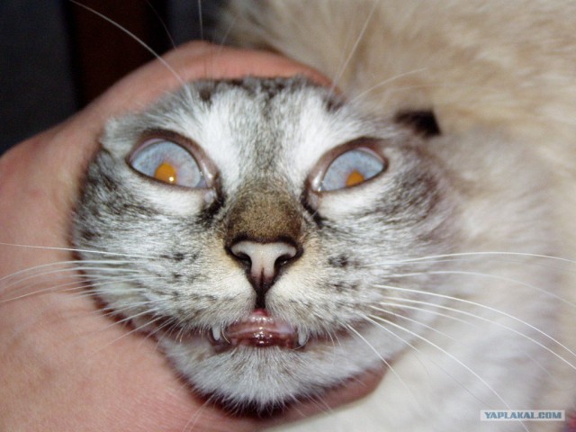 Котовторник (21.02.2012)