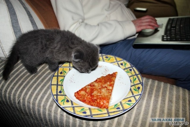 Котовторник! 13.03.2012