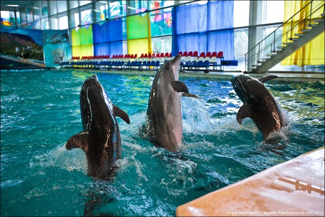 Дельфины-фотомодели
