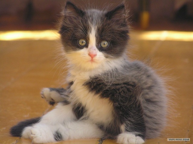 Котовторник 17.04.2012
