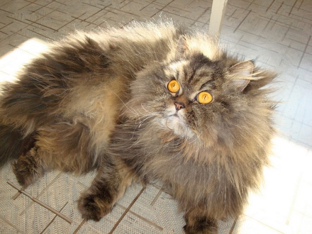 Котовторник 8 мая 2012