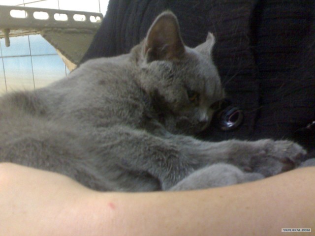 Котовторник  12. 06. 2012
