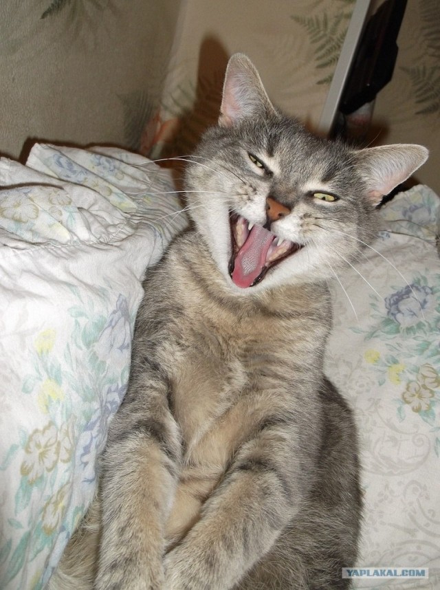 Котовторник на 26.06.12