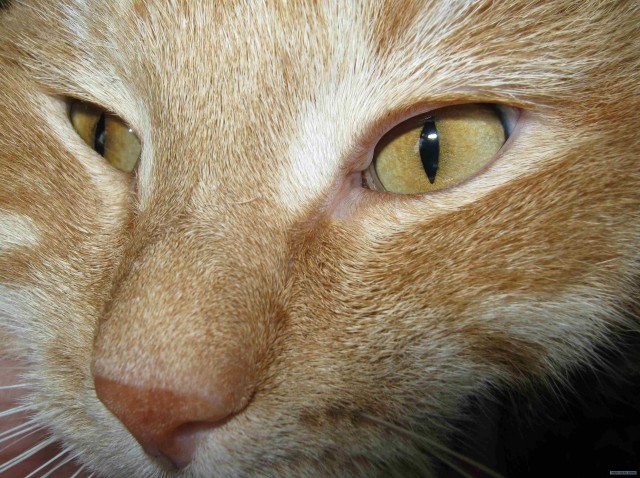 Котовторник 30.10.2012