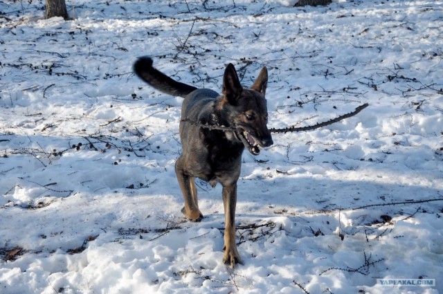 Собакочетверг