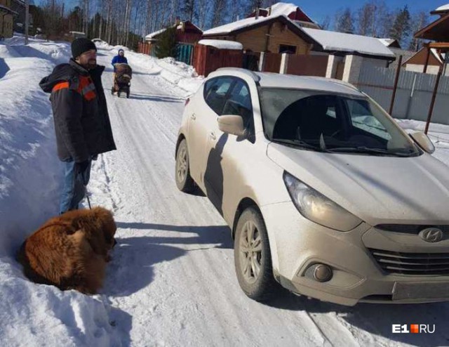 Наехала автомобилем из за собачьего говна