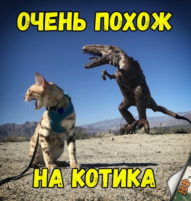 Нестандартный юмор