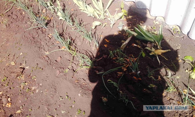Кулинария для начинающих