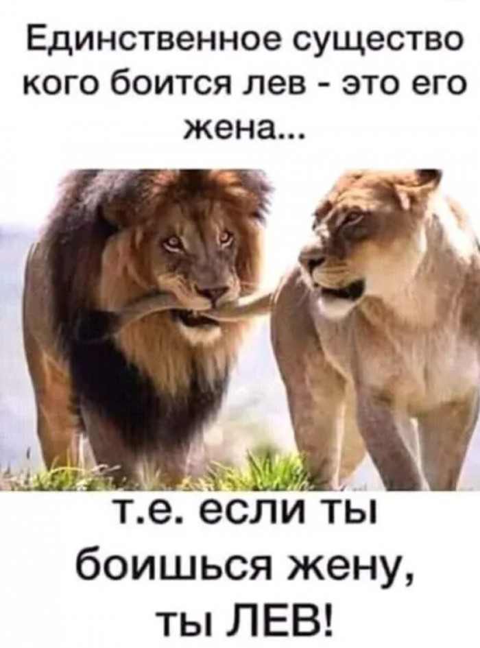 Порция картинок