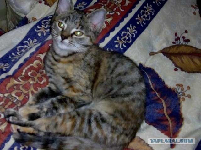 Давайте по котикам, которые с нами на самоизоляции