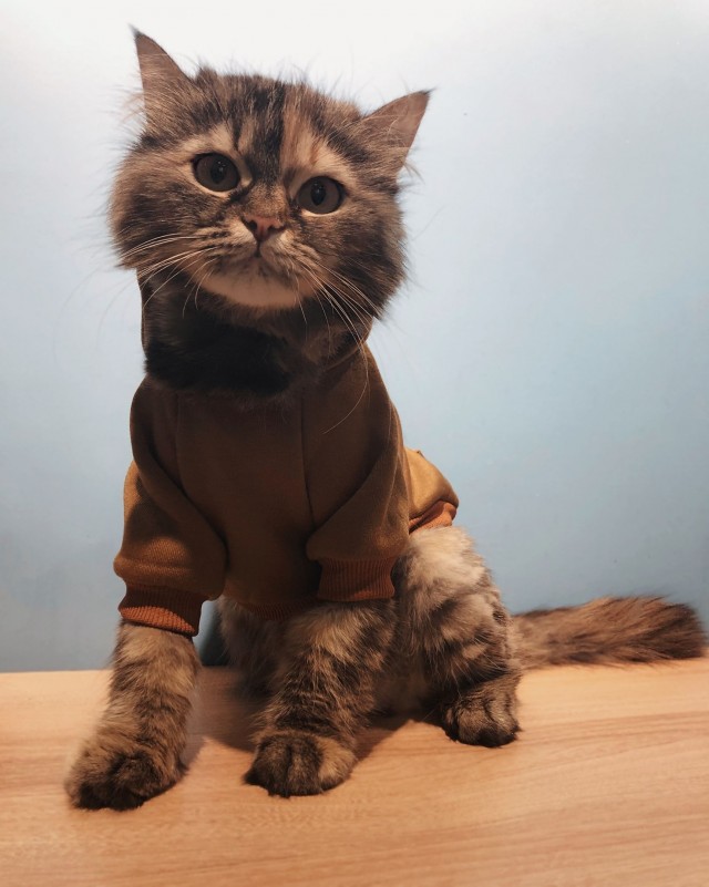 Эти забавные животные