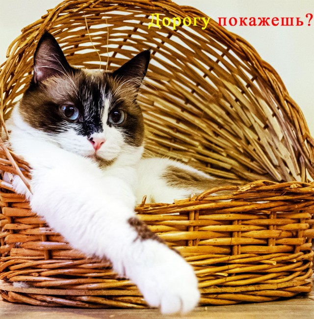 Котовторник 14.07.2020