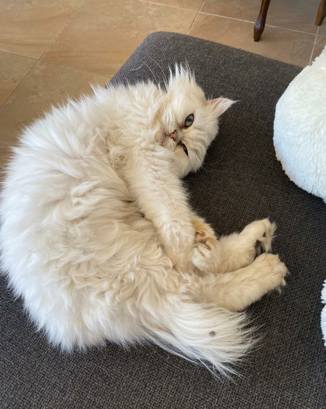 Котовторник?! Коты во вторник!