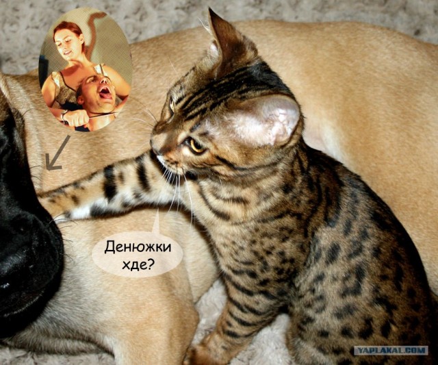 Отжабте моего кота