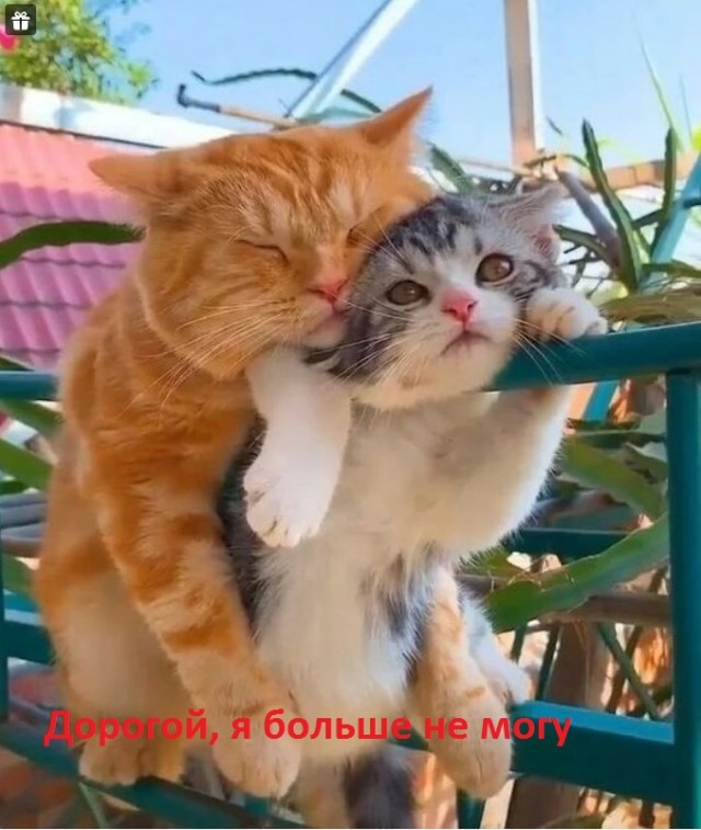 Женщины - они как кошки