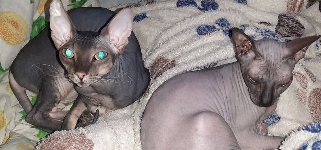 Моя красотка