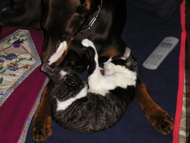 Шарик с друзьями