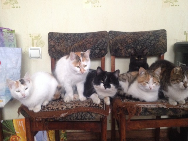 Котовторник же!