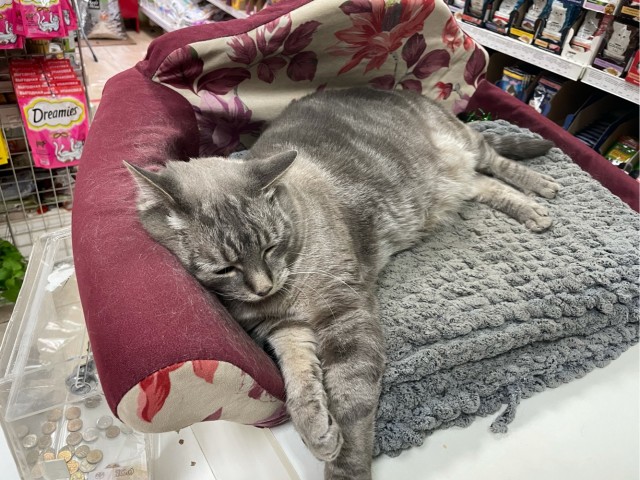 Даешь котовторник!