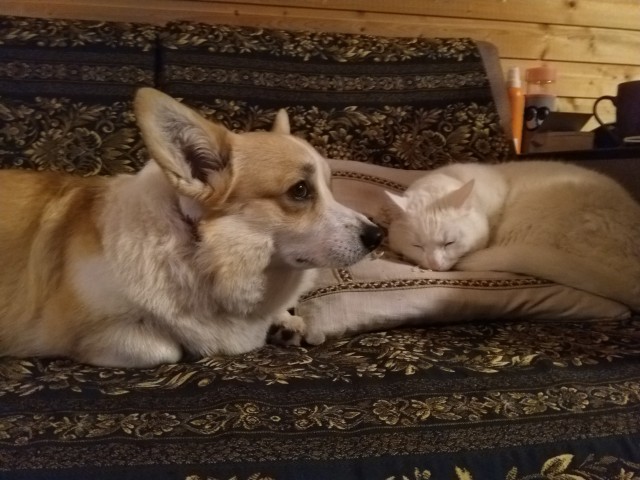 Кутька в новый дом