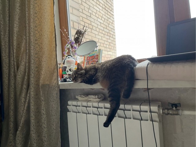 Котовторник 05.10.21 г