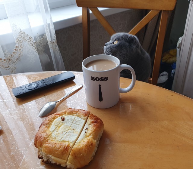 Котовторник