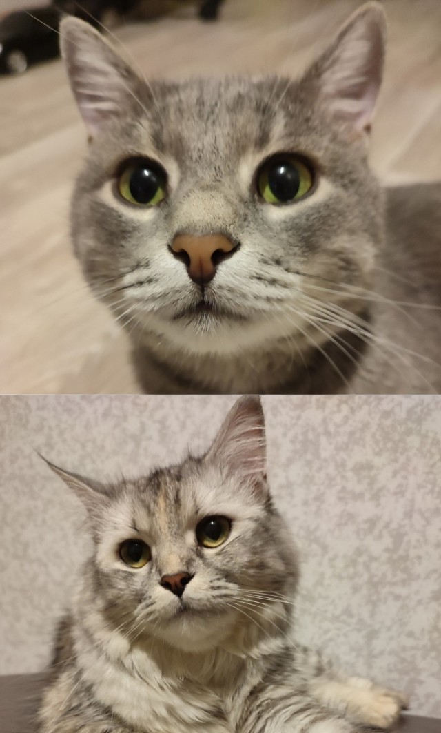 Котовторнику быть