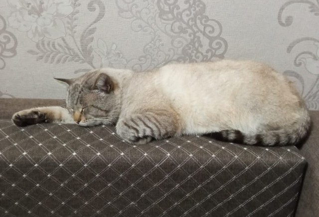 Вы, что спите? Вставайте, котовторник же!