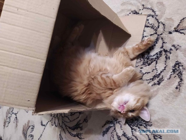 Котовторник вроде.
