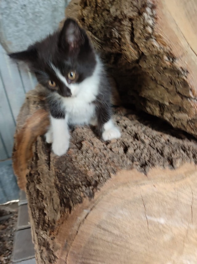 Котовторнику посвящается