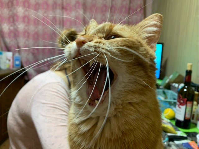 Котовторник 19.07.22