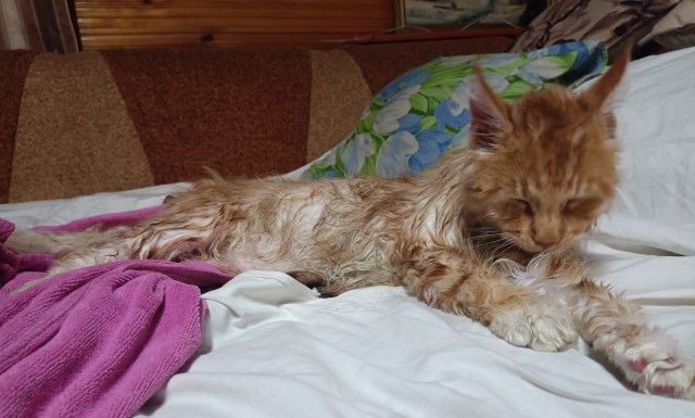 Кошка