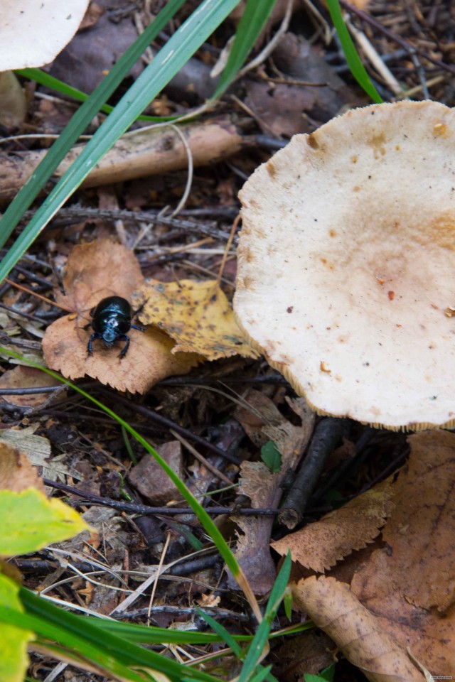 Поездка в Выборг