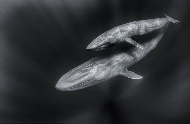 Победители фотоконкурса Ocean Photographer of the Year 2022