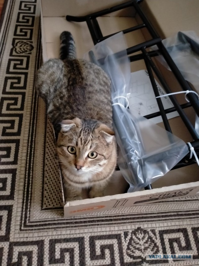 Начинаем котовторник.
