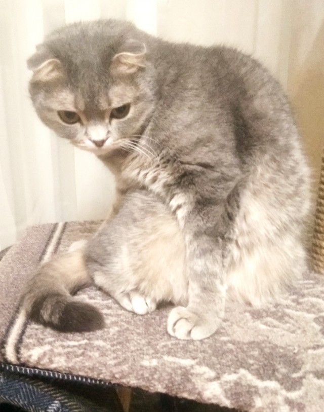 Котосимфония