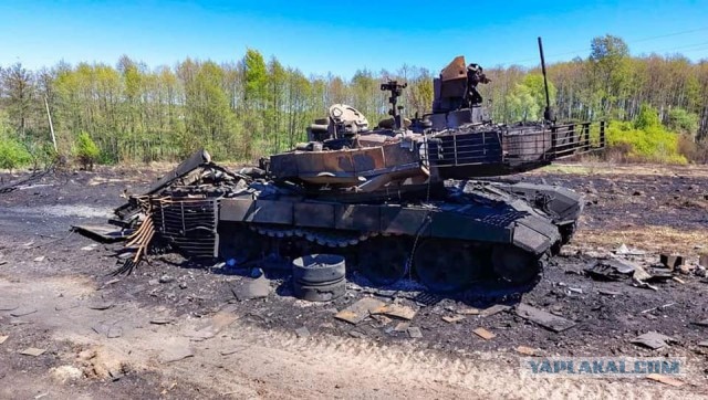 Ещё одну кошку подбили "Ланцетом"