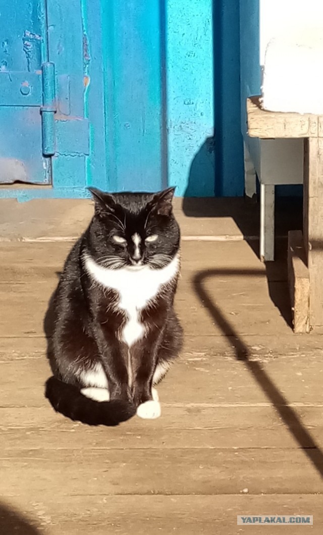 Коты пролетарии