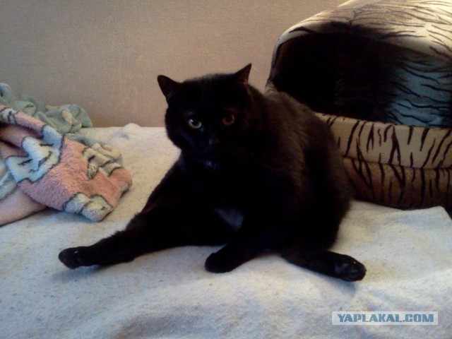 Котовторник 16.04.2013