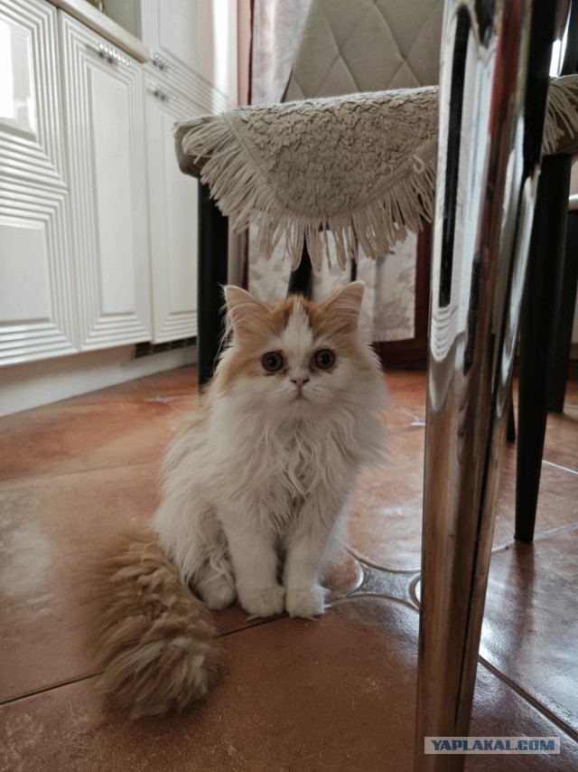 Без врага жизнь скучна, а с врагом - интересна